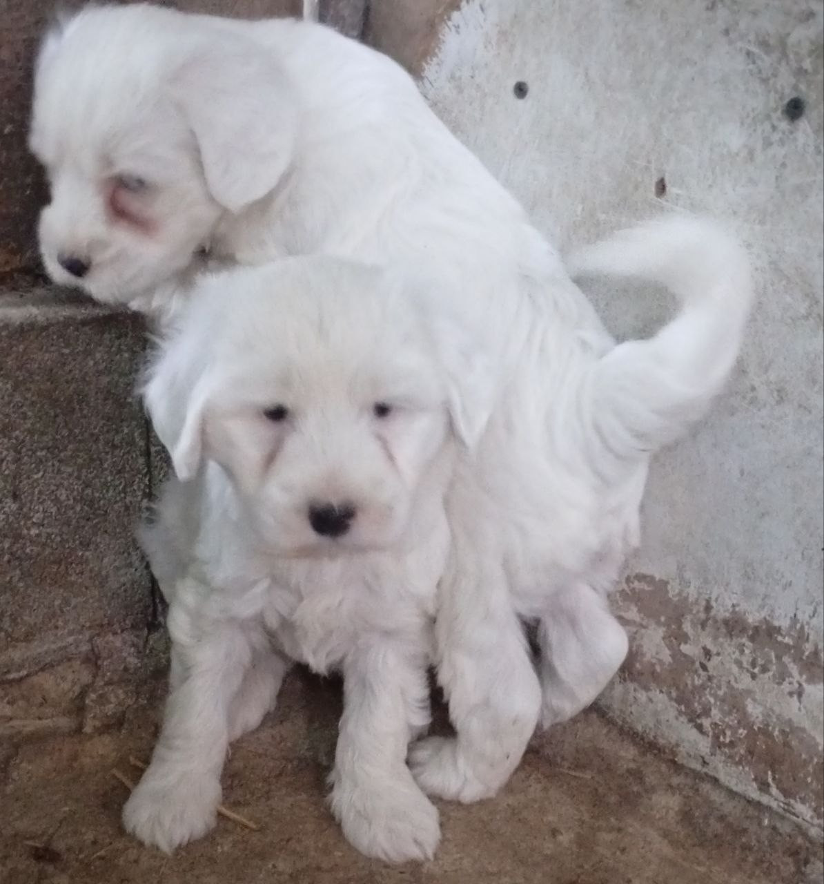 Marie Marquilly - Chiots disponibles - Terrier Tibetain