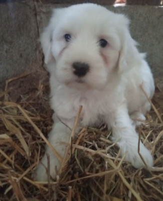 Balou